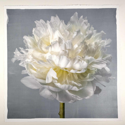 Fine art white peony flower print on blue - original emulsion lift - jamie buzil