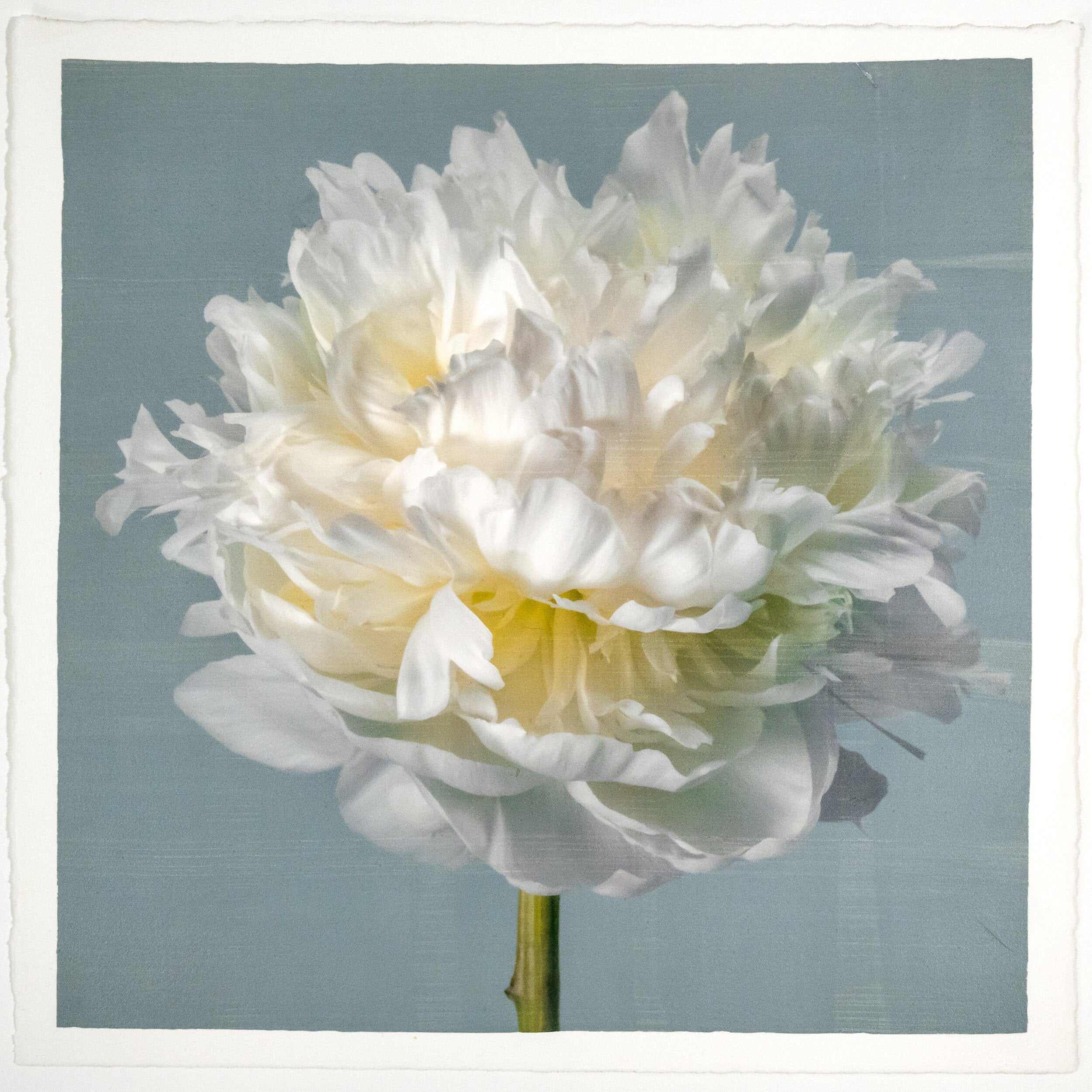 Fine art white peony flower print on blue - original emulsion lift - jamie buzil