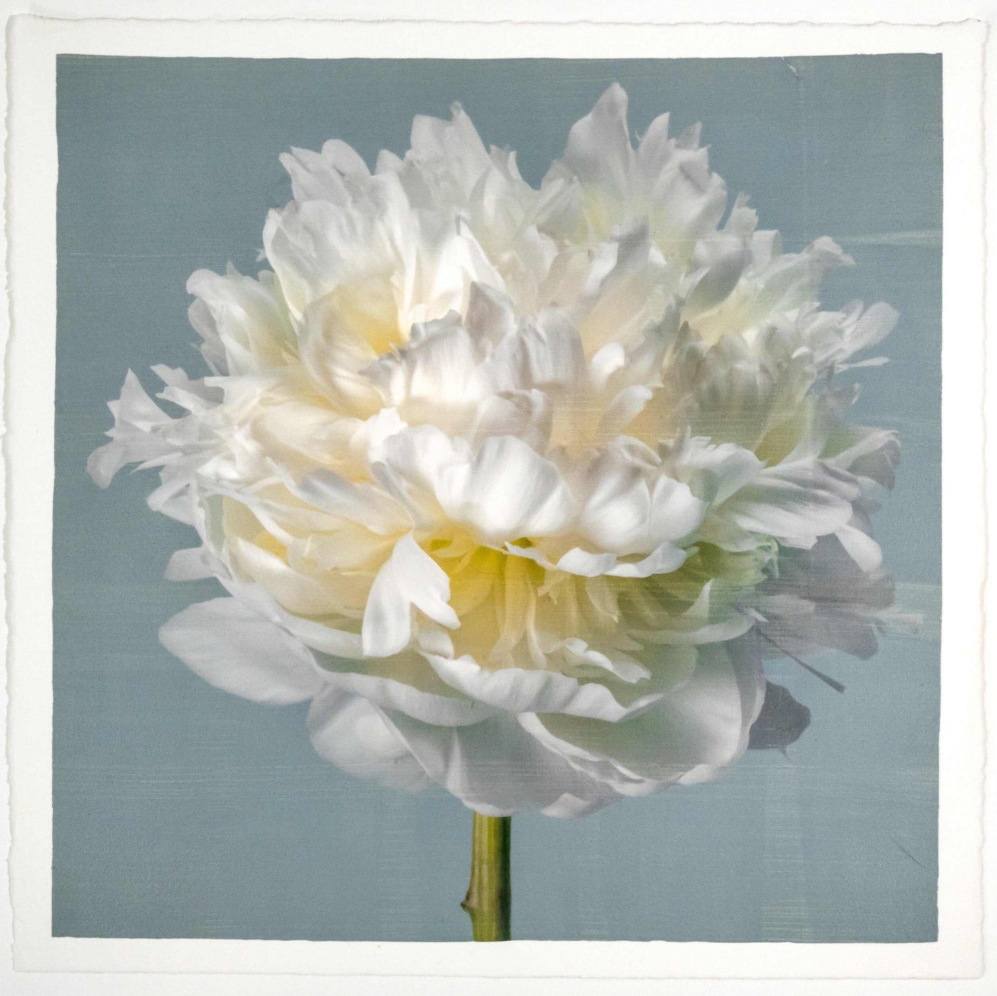 Fine art white peony flower print on blue - original emulsion lift - jamie buzil
