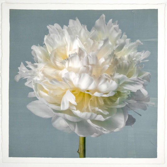 Fine art white peony flower print on blue - original emulsion lift - jamie buzil