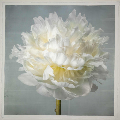 Fine art white peony flower print on blue - original emulsion lift - jamie buzil