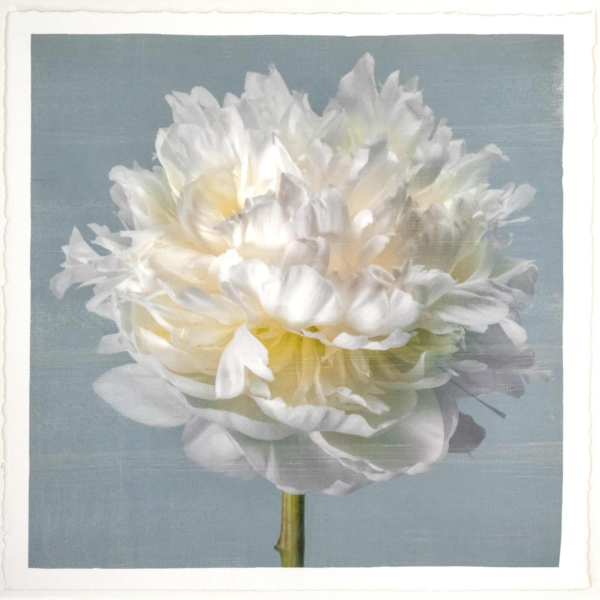 Fine art white peony flower print on blue - original emulsion lift - jamie buzil