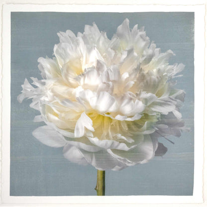 Fine art white peony flower print on blue - original emulsion lift - jamie buzil