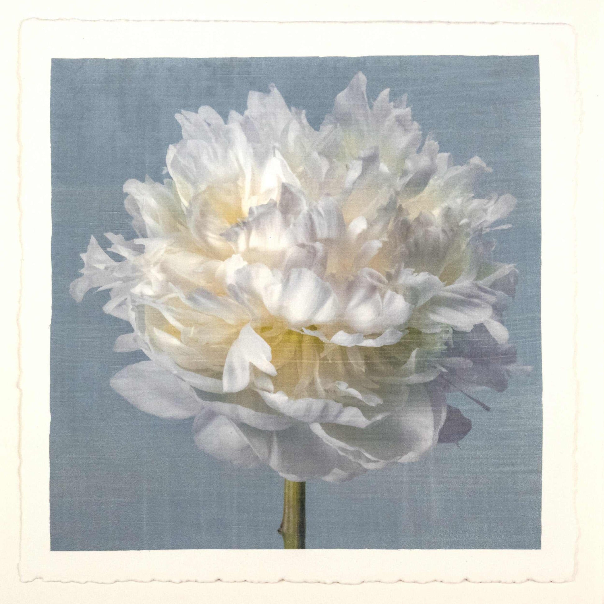 Fine art white peony flower print on blue - original emulsion lift - jamie buzil