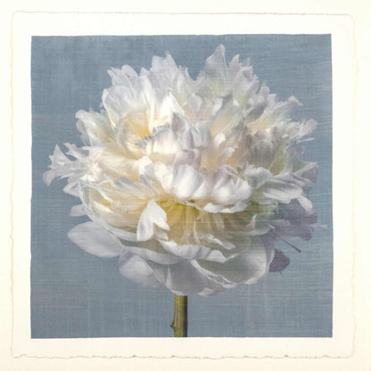 Fine art white peony flower print on blue - original emulsion lift - jamie buzil