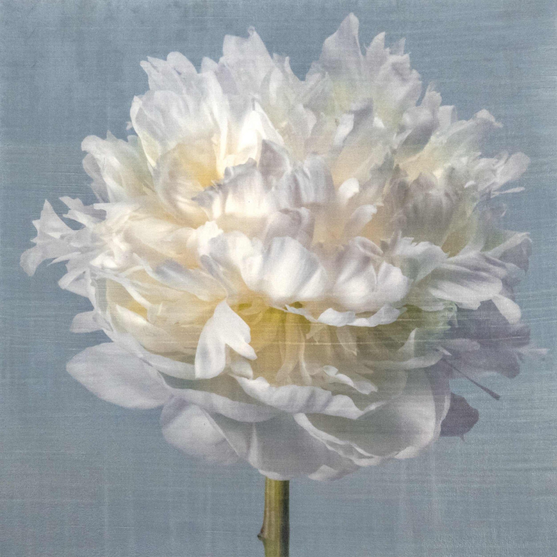 Fine art white peony flower print on blue - original emulsion lift - jamie buzil