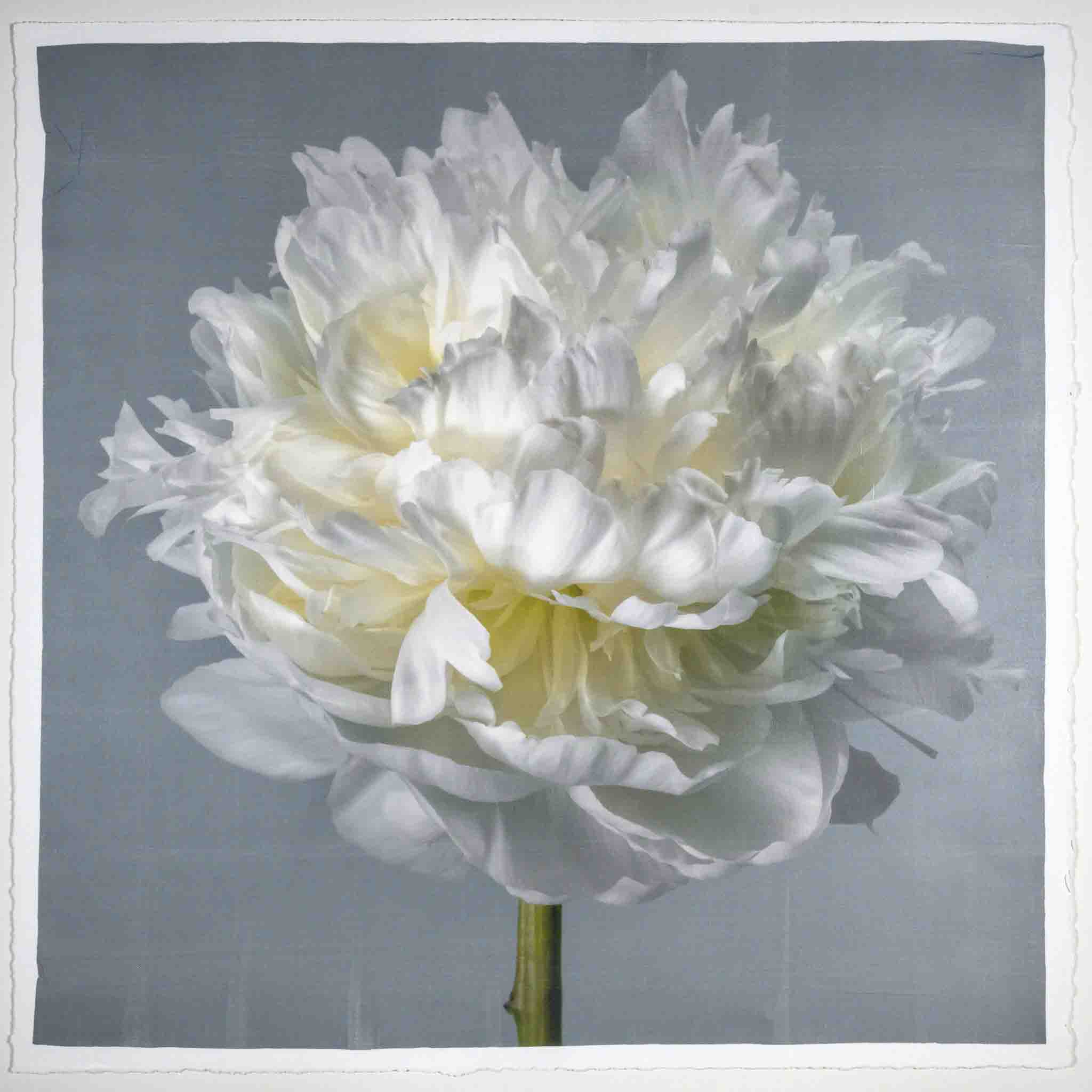 Fine art white peony flower print on blue - original emulsion lift - jamie buzil