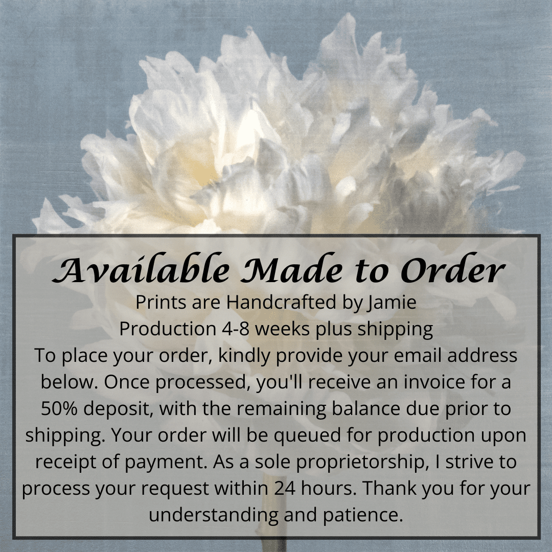 Fine art white peony flower print on blue - original emulsion lift - jamie buzil