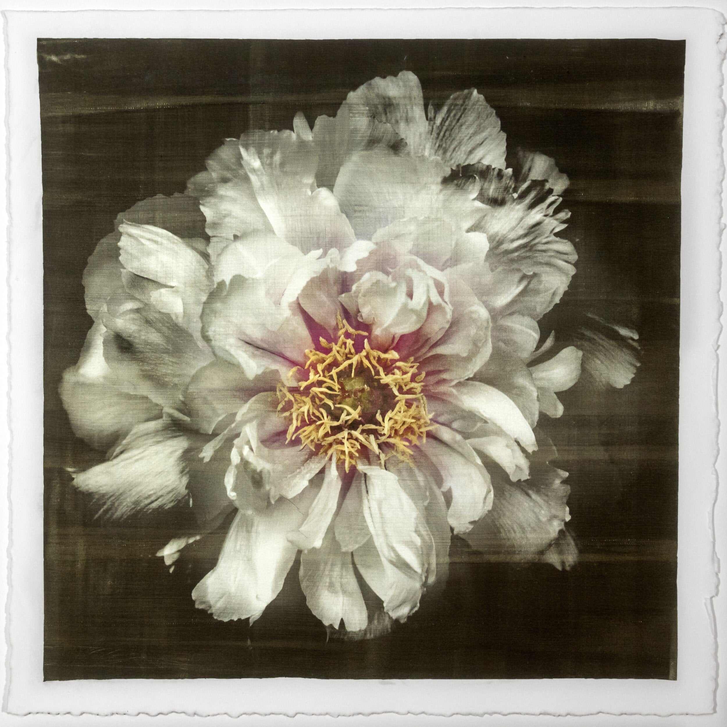 Fine Art White Peony 2 emulsion print showcasing delicate flower with gold and pearl iridescence on cotton paper - jamie buzil photography