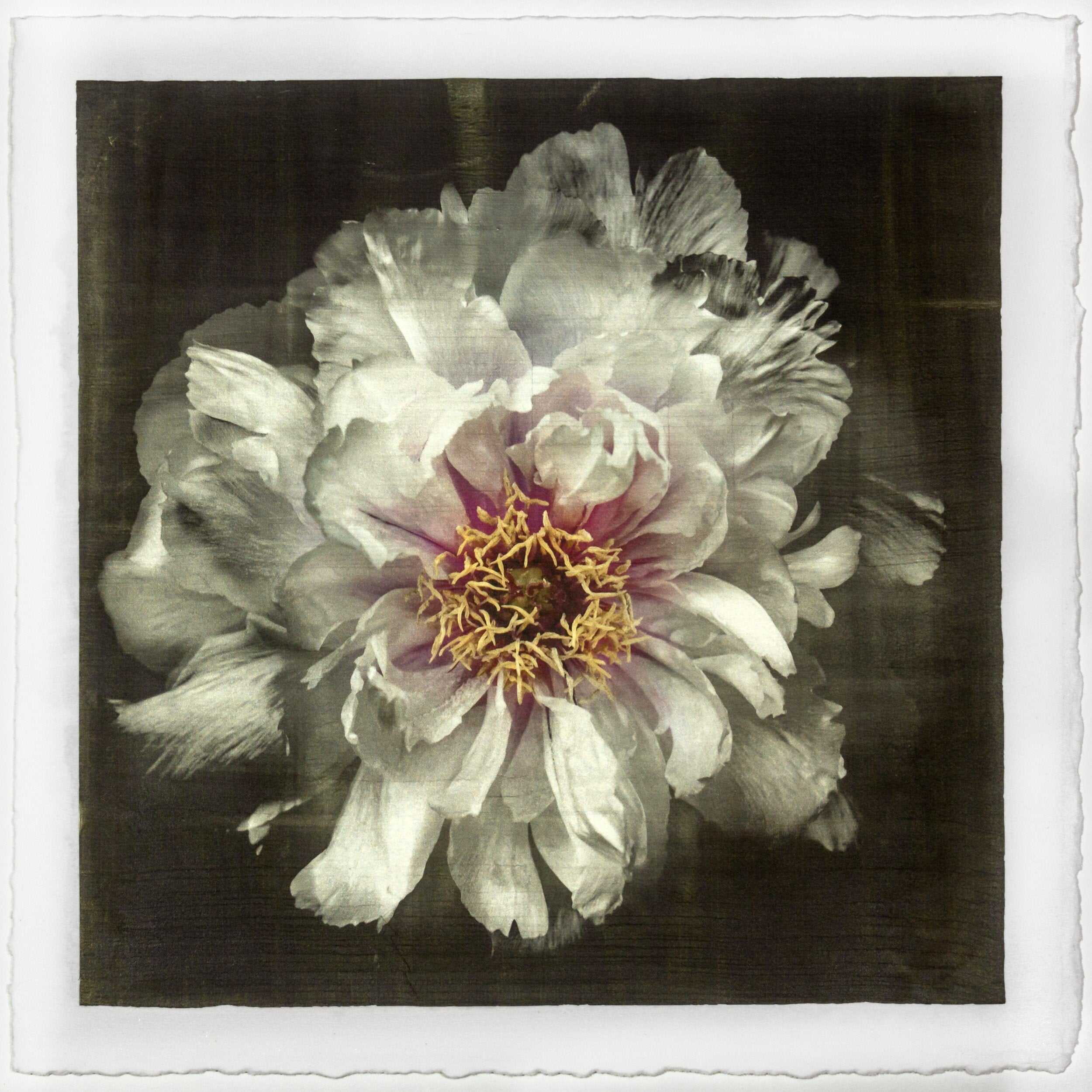 Fine Art White Peony 2 emulsion print showcasing delicate flower with gold and pearl iridescence on cotton paper - jamie buzil photography