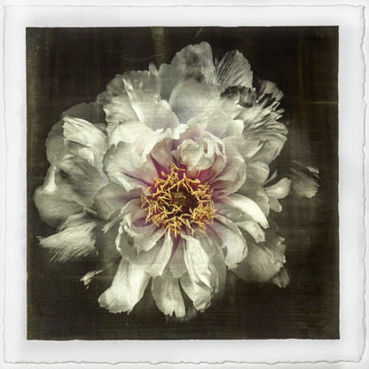 Fine Art White Peony 2 emulsion print showcasing delicate flower with gold and pearl iridescence on cotton paper - jamie buzil photography
