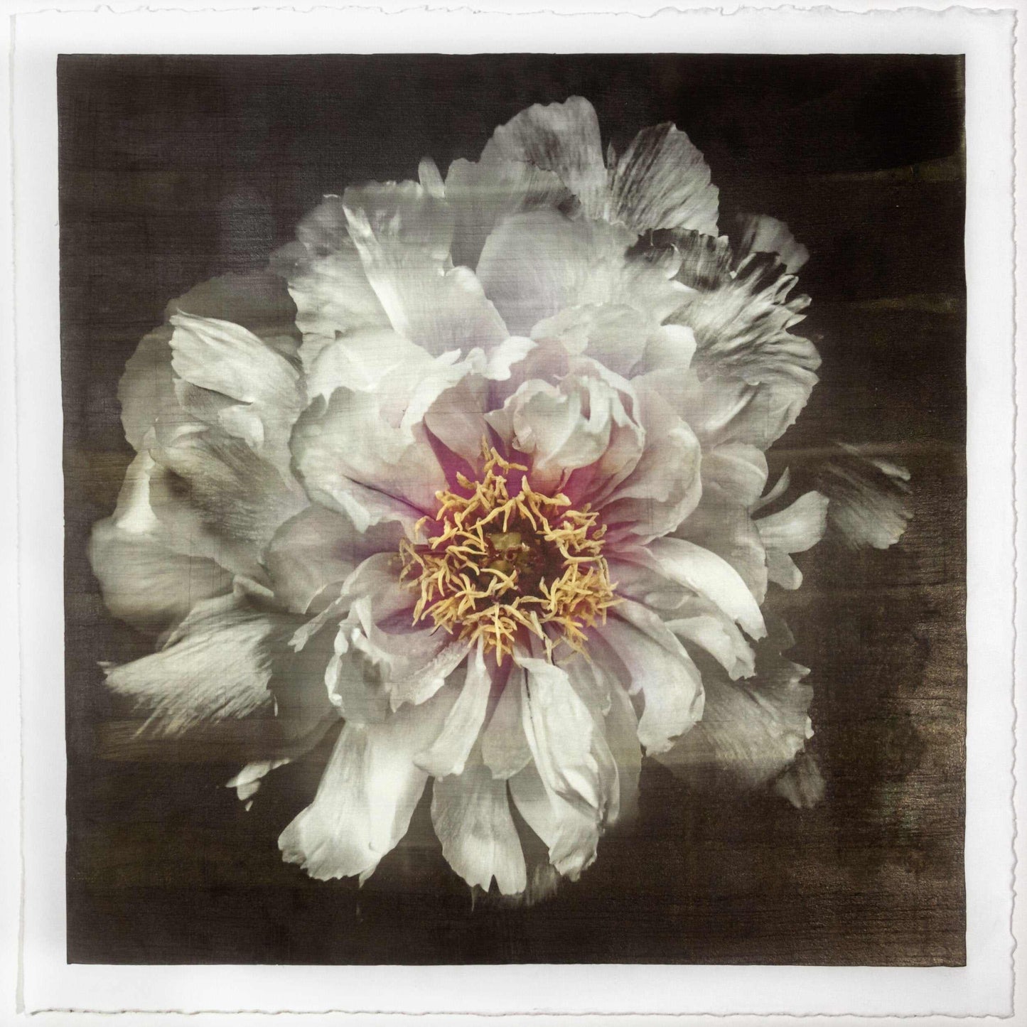Fine Art White Peony 2 emulsion print showcasing delicate flower with gold and pearl iridescence on cotton paper - jamie buzil photography