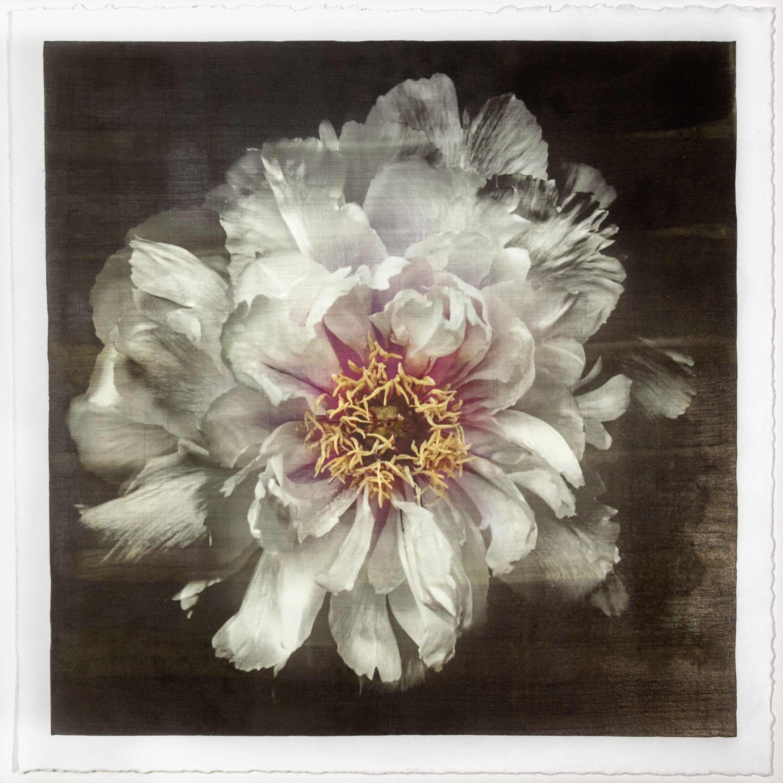 Fine Art White Peony 2 emulsion print showcasing delicate flower with gold and pearl iridescence on cotton paper - jamie buzil photography