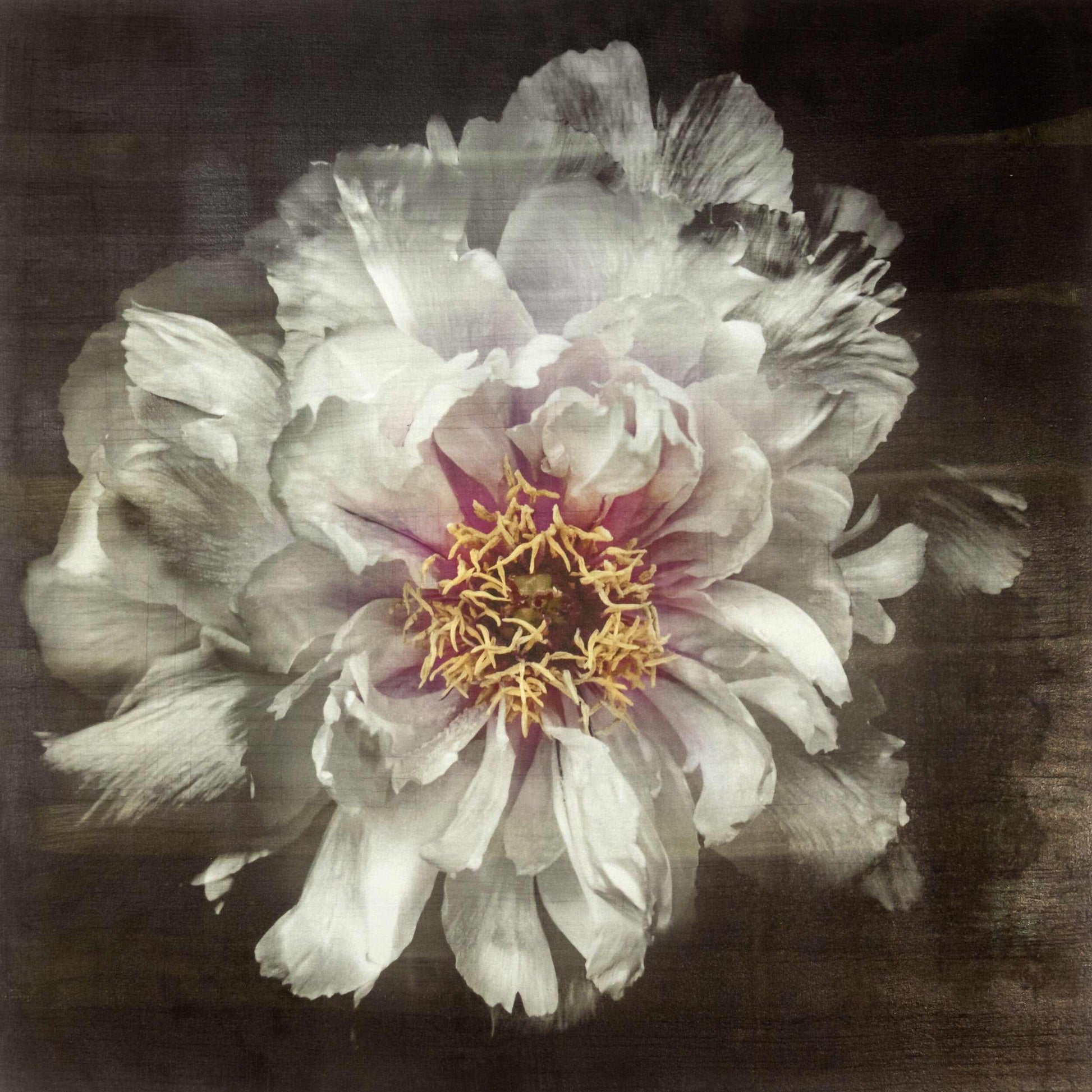 Fine Art White Peony 2 emulsion print showcasing delicate flower with gold and pearl iridescence on cotton paper - jamie buzil photography