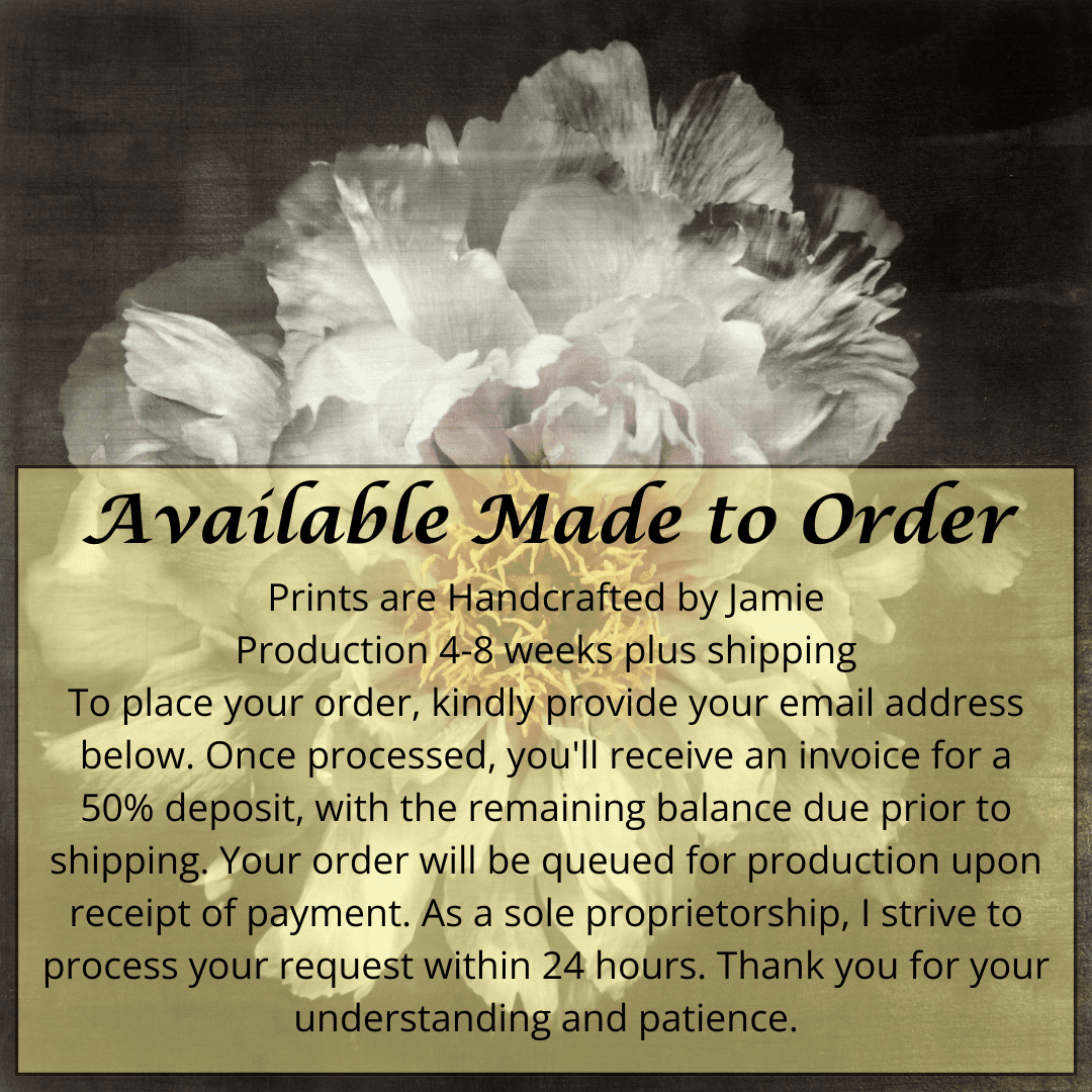 Fine Art White Peony 2 emulsion print showcasing delicate flower with gold and pearl iridescence on cotton paper - jamie buzil photography