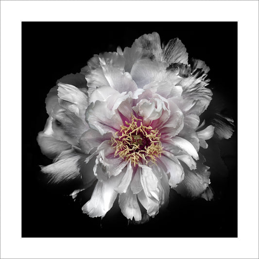 Fine art white peony museum quality giclee print jamie buzil photography