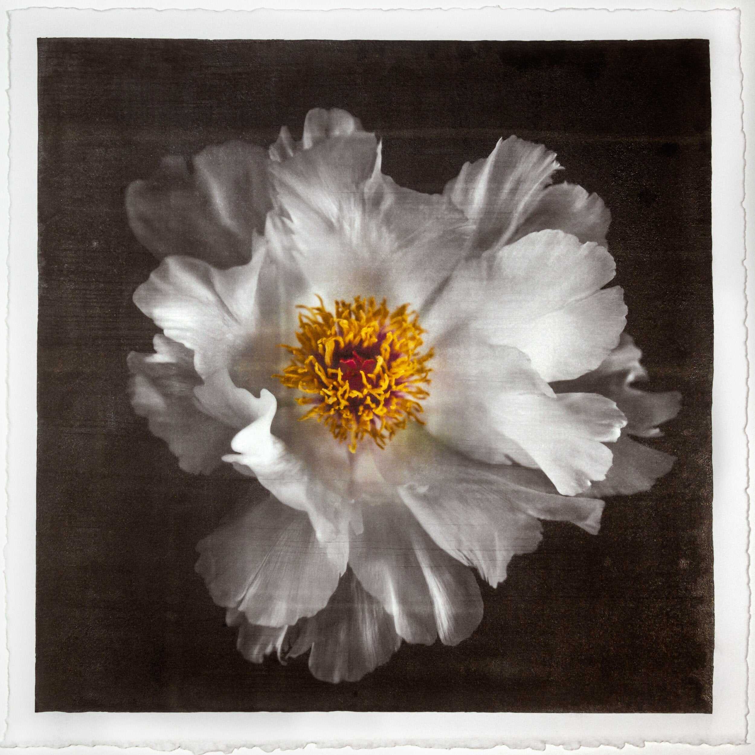 Fine Art Photography Emulsion Print of giant white Peony flower with yellow stamen  Centered in Square mode, black background - jamie buzil photography