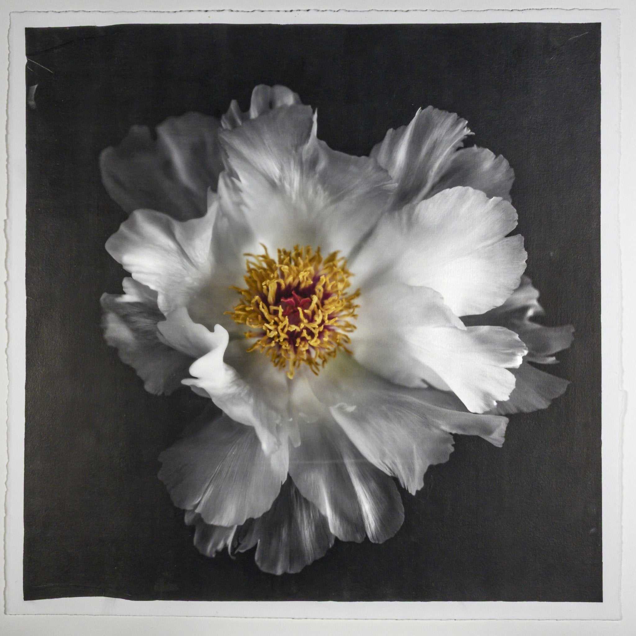 Fine Art Photography Emulsion Print of giant white Peony flower with yellow stamen  Centered in Square mode, black background - jamie buzil photography
