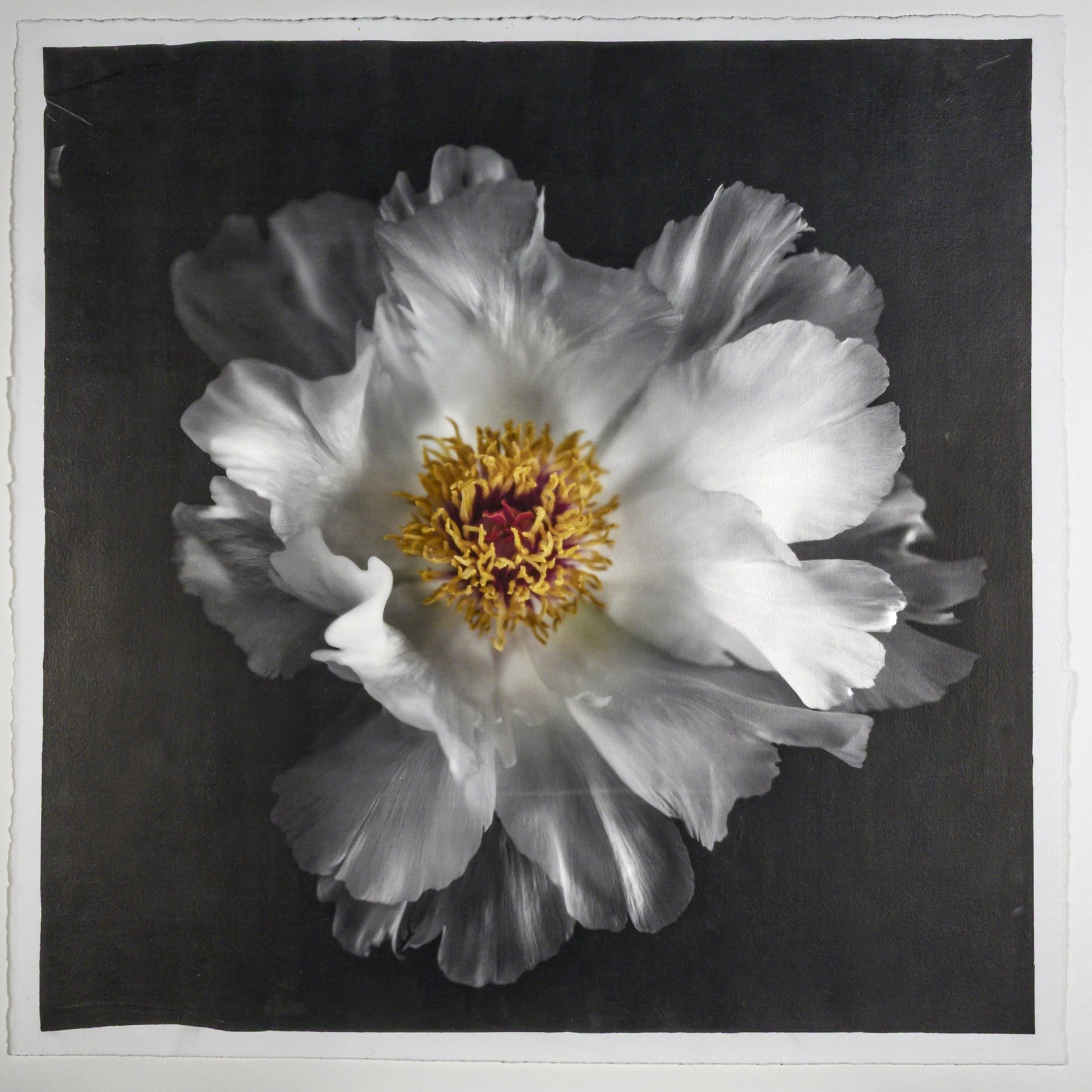Fine Art Photography Emulsion Print of giant white Peony flower with yellow stamen  Centered in Square mode, black background - jamie buzil photography