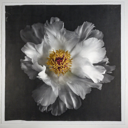 Fine Art Photography Emulsion Print of giant white Peony flower with yellow stamen  Centered in Square mode, black background - jamie buzil photography