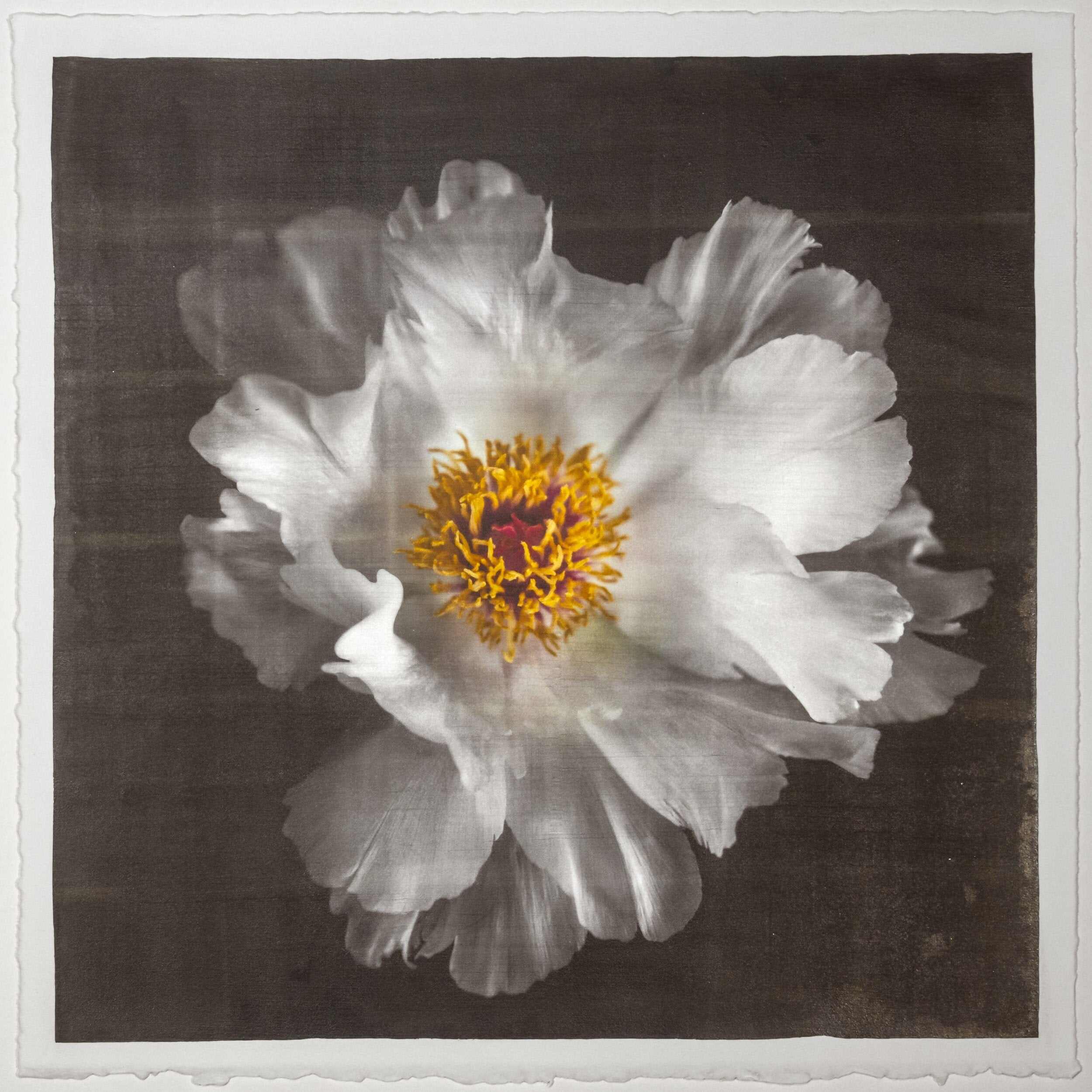 Fine Art Photography Emulsion Print of giant white Peony flower with yellow stamen  Centered in Square mode, black background - jamie buzil photography
