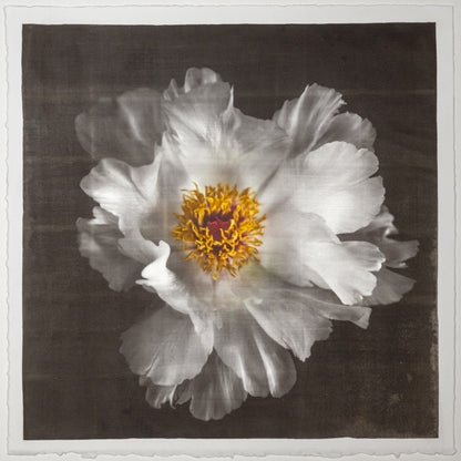 Fine Art Photography Emulsion Print of giant white Peony flower with yellow stamen  Centered in Square mode, black background - jamie buzil photography