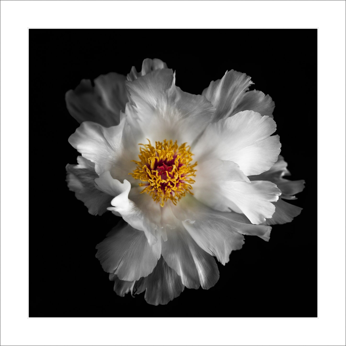 Fine art white peony museum quality giclee print jamie buzil photography