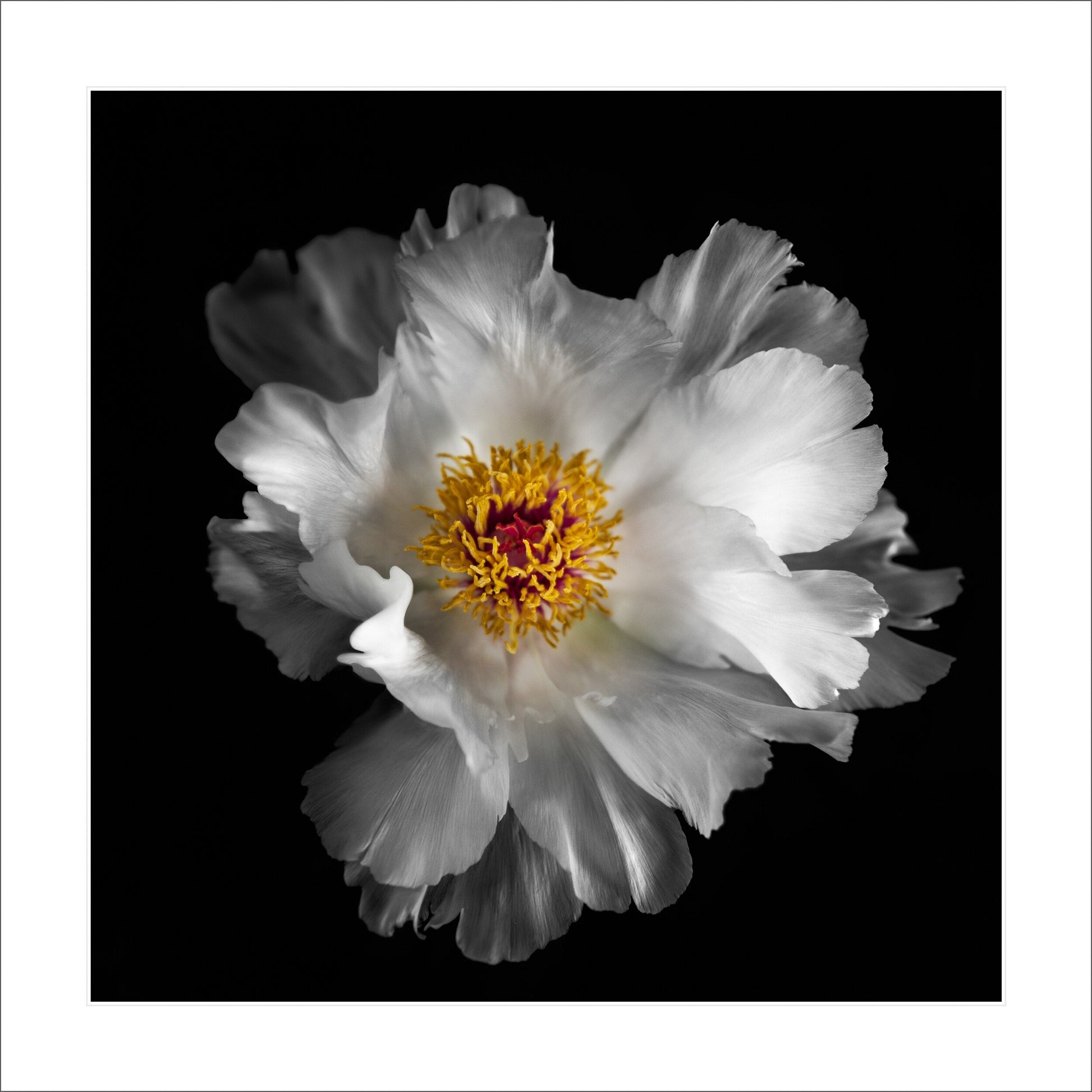 Fine art white peony museum quality giclee print jamie buzil photography