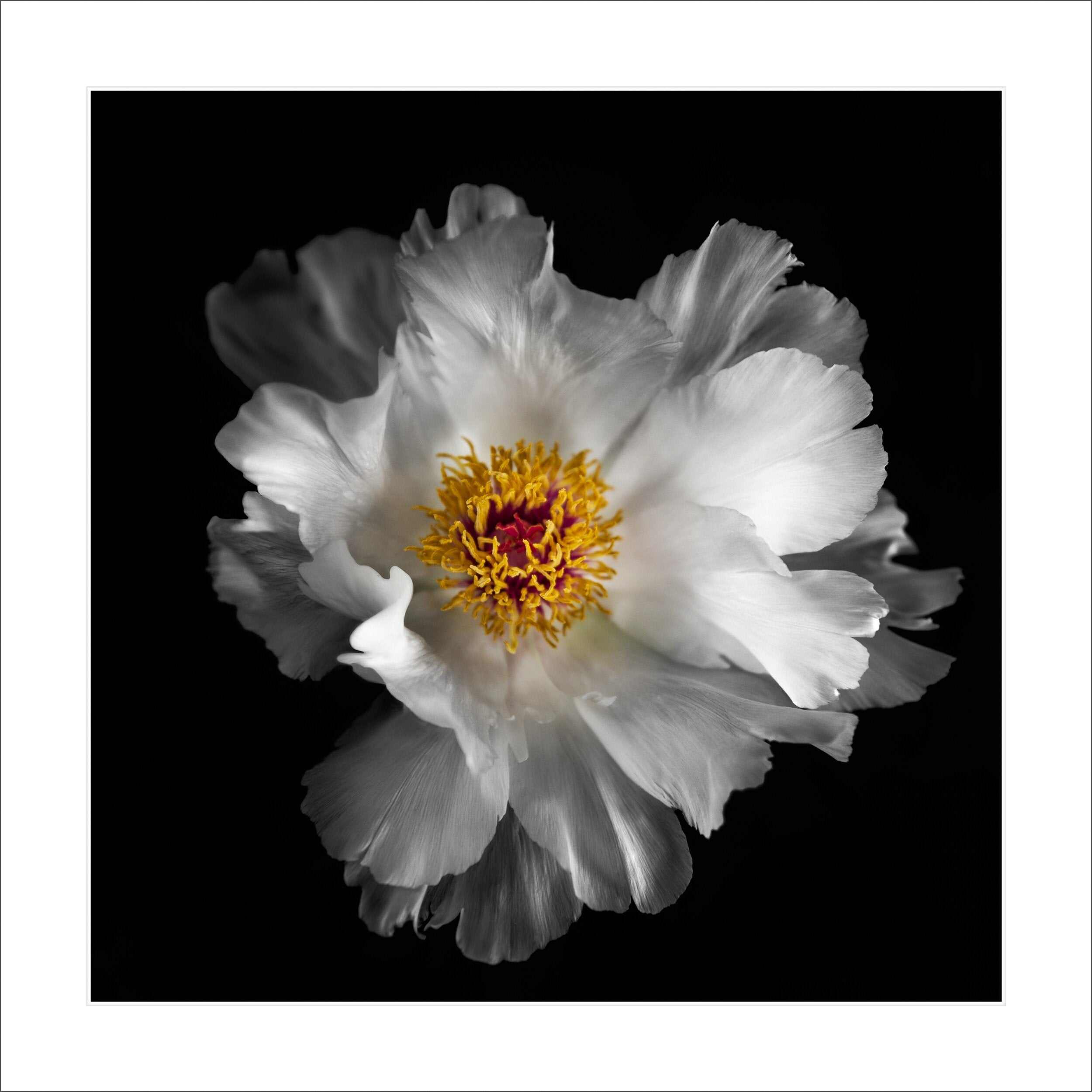 Fine art white peony museum quality giclee print jamie buzil photography