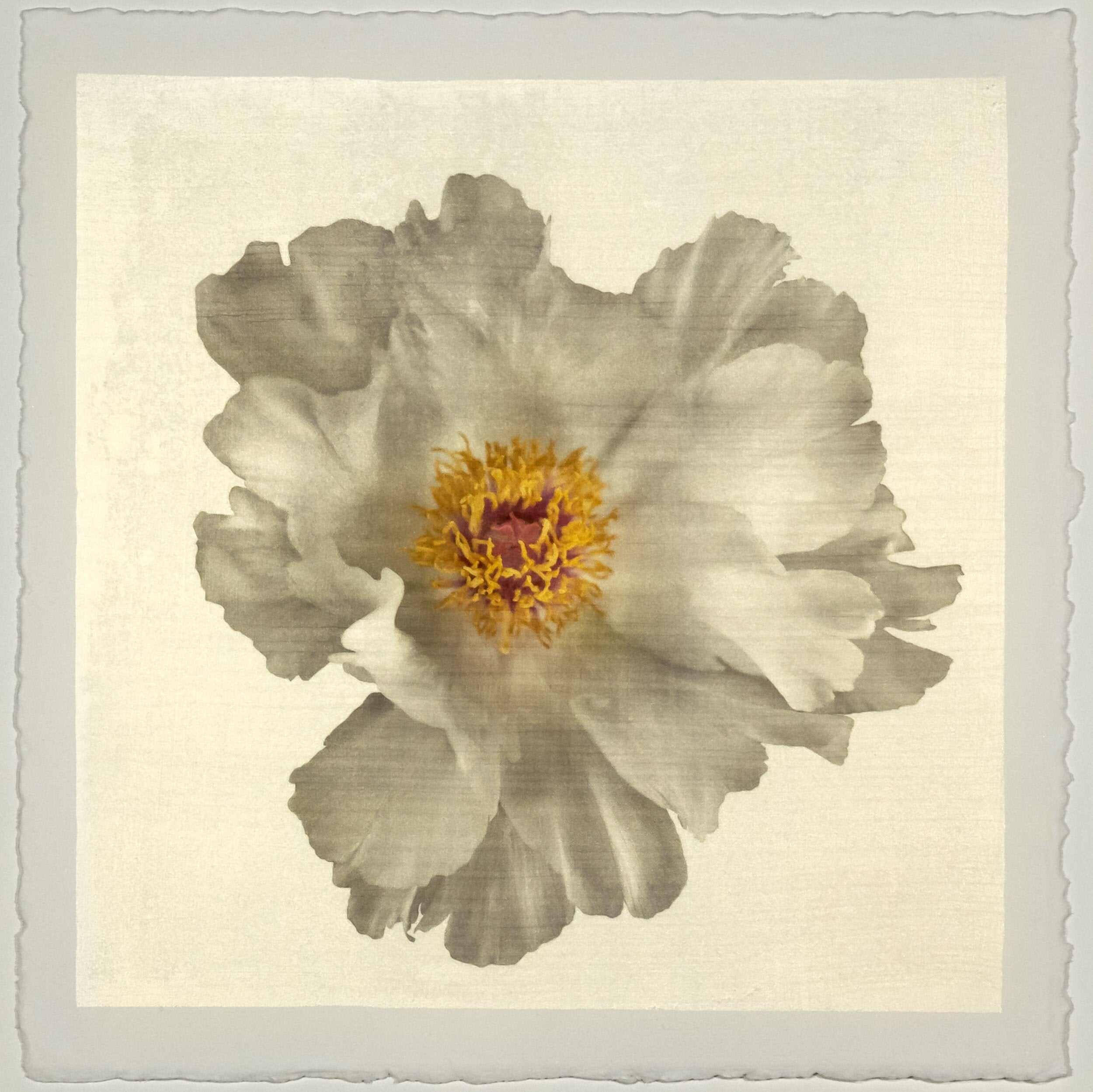Fine art white peony original emulsion print - jamie buzil photography