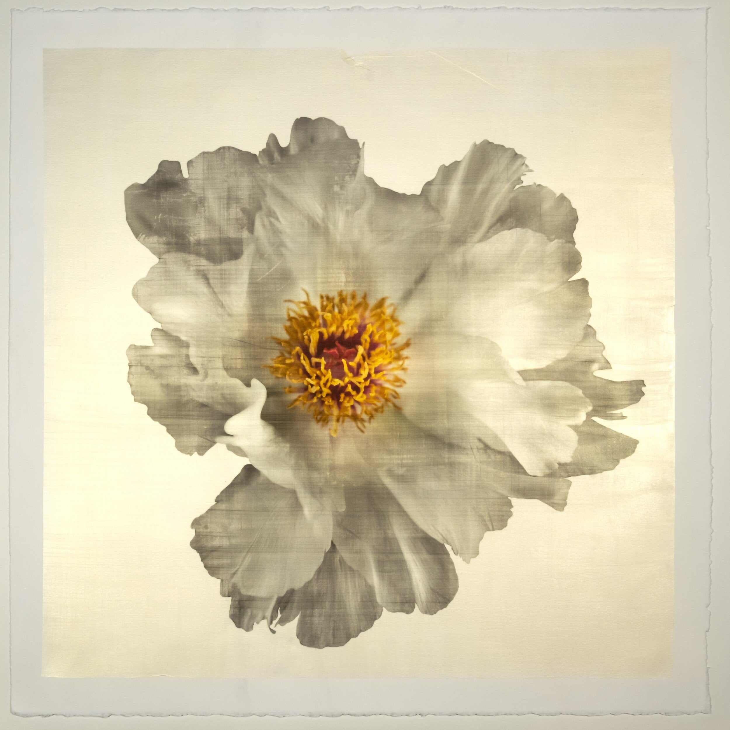 Fine art white peony original emulsion print - jamie buzil photography