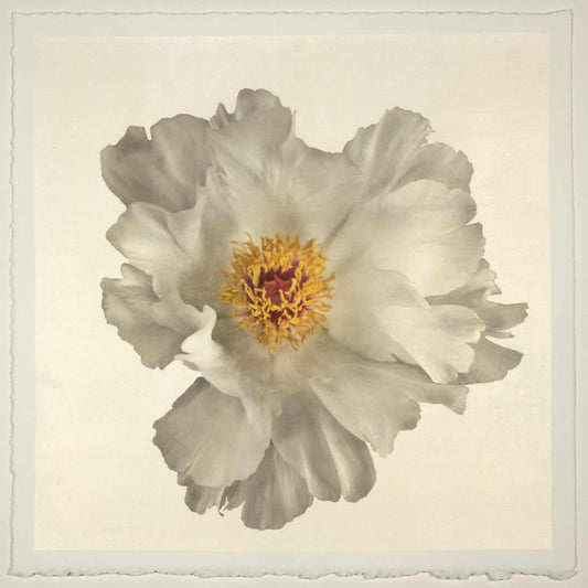 Fine art white peony original emulsion print - jamie buzil photography
