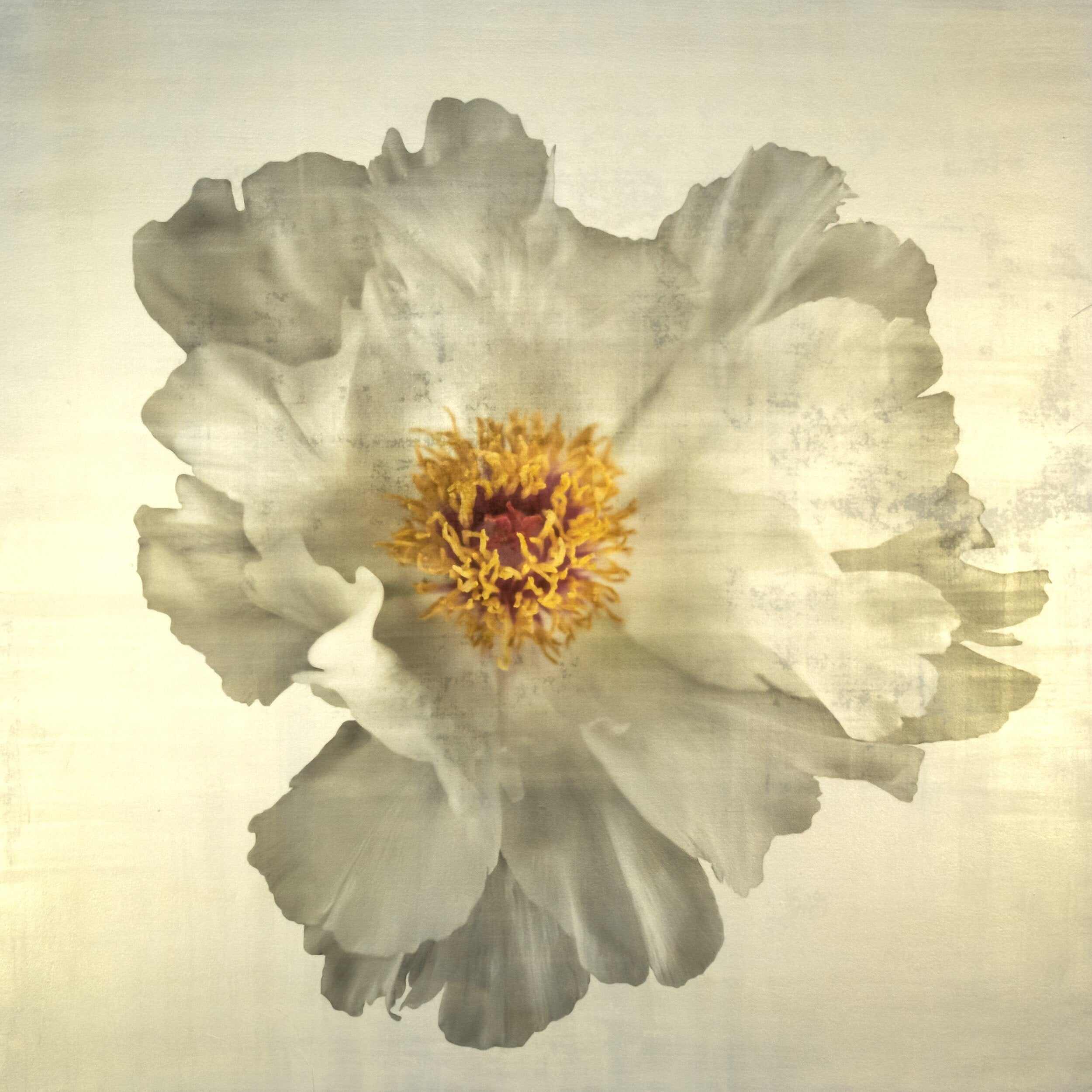 Fine art white peony original emulsion print - jamie buzil photography