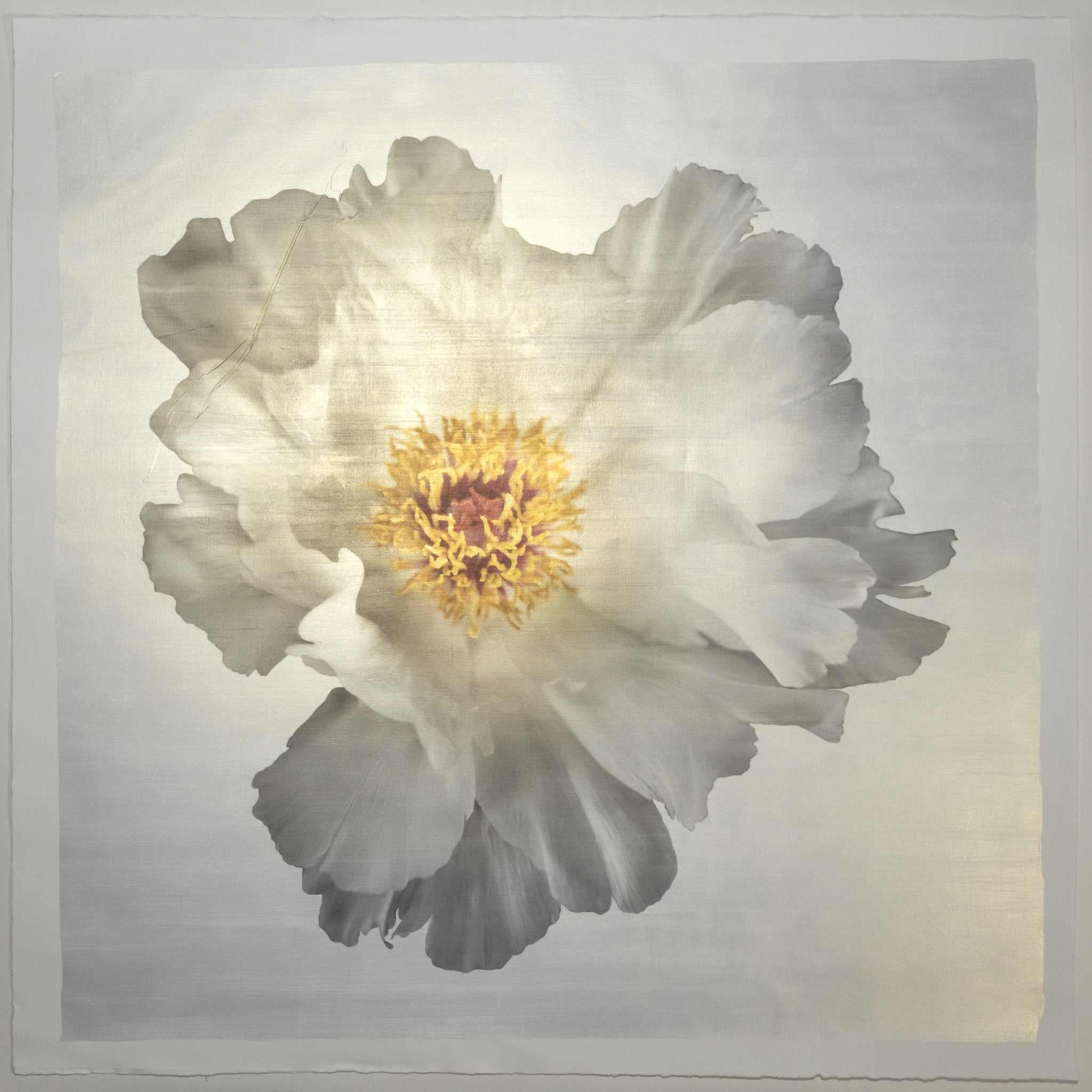 Fine art white peony original emulsion print - jamie buzil photography