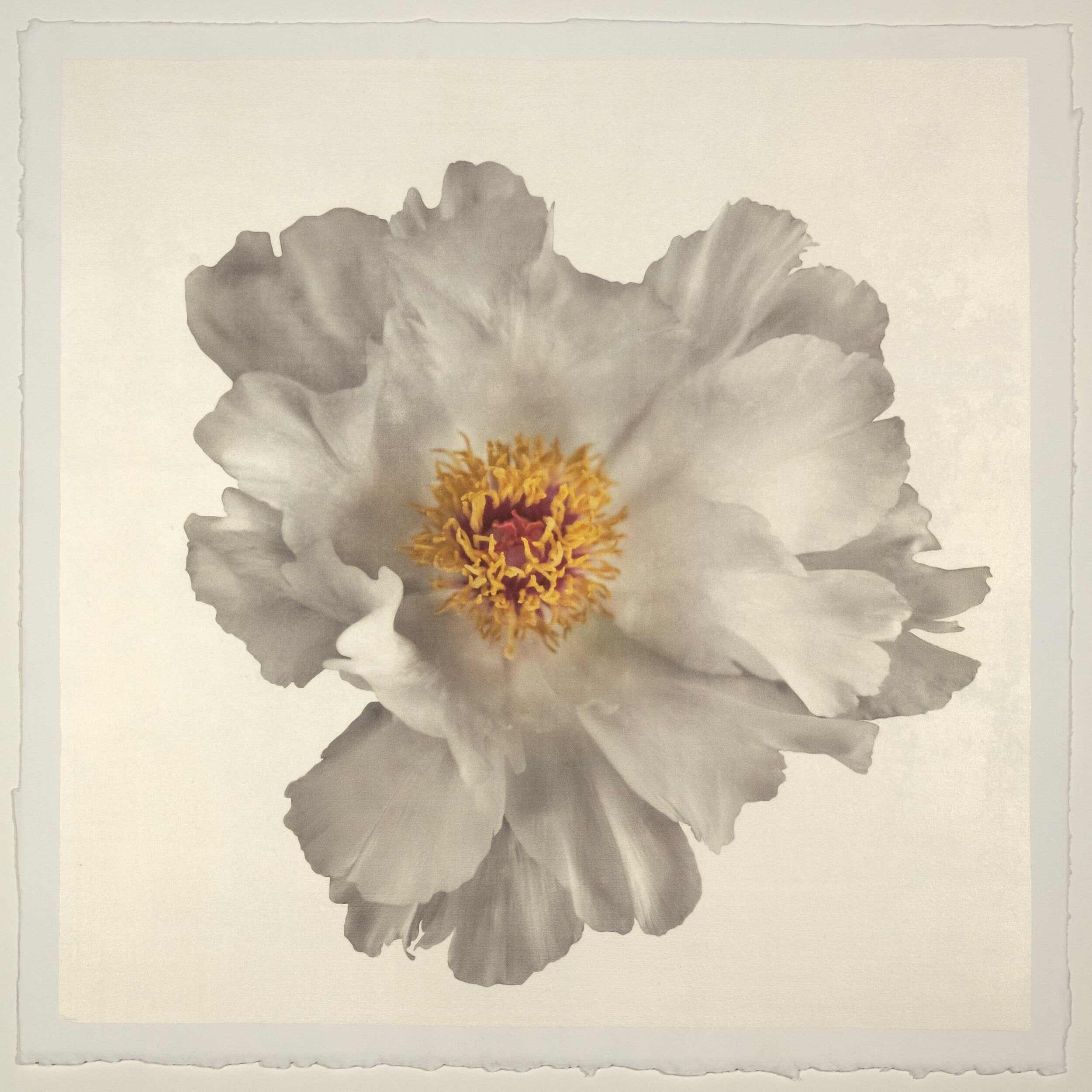 Fine art white peony original emulsion print - jamie buzil photography
