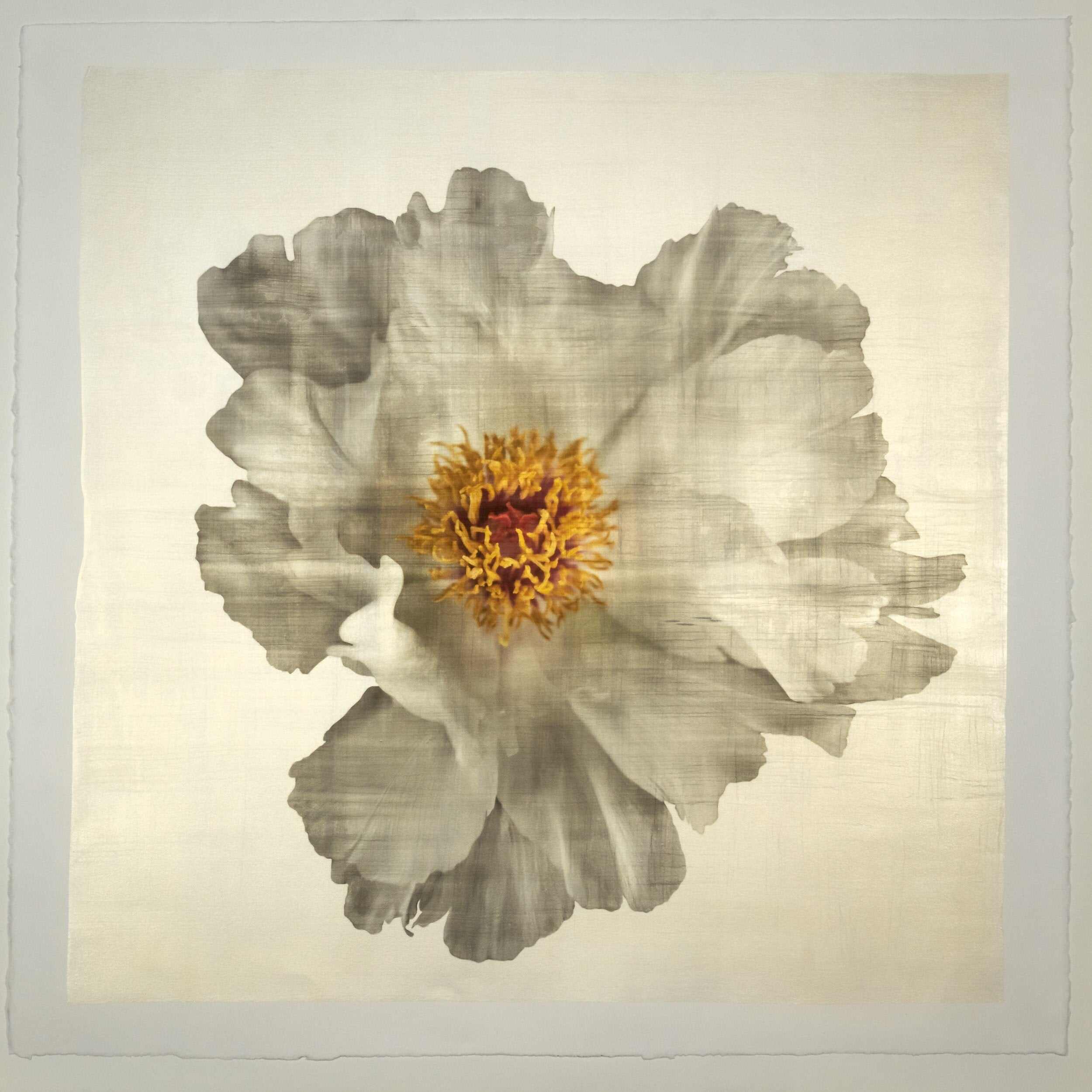 Fine art white peony original emulsion print - jamie buzil photography