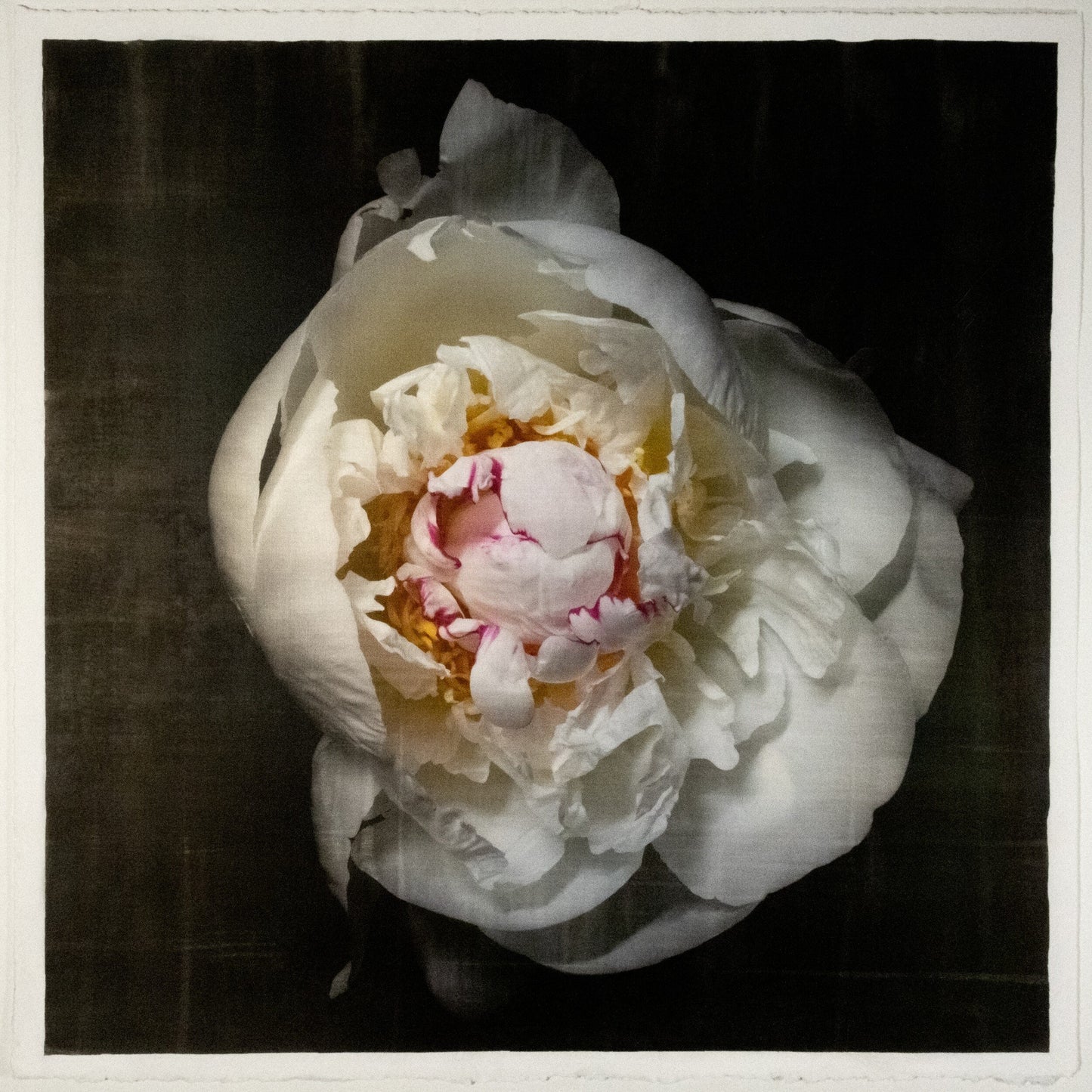 Fine art white peony original emulsion print on cotton paper - jamie buzil photography