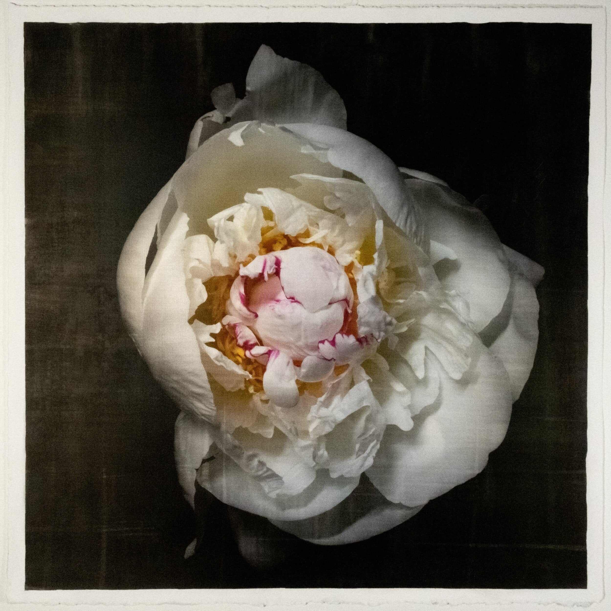 Fine art white peony original emulsion print on cotton paper - jamie buzil photography