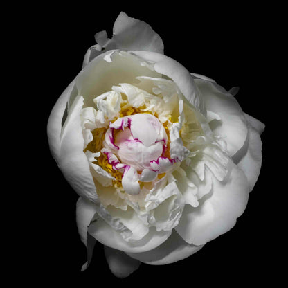 Fine art white peony museum quality giclee print jamie buzil photography