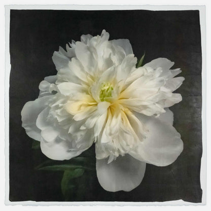 Fine Art handmade variable edition print of White Peony fon cotton paper deckle edge- jamie buzil