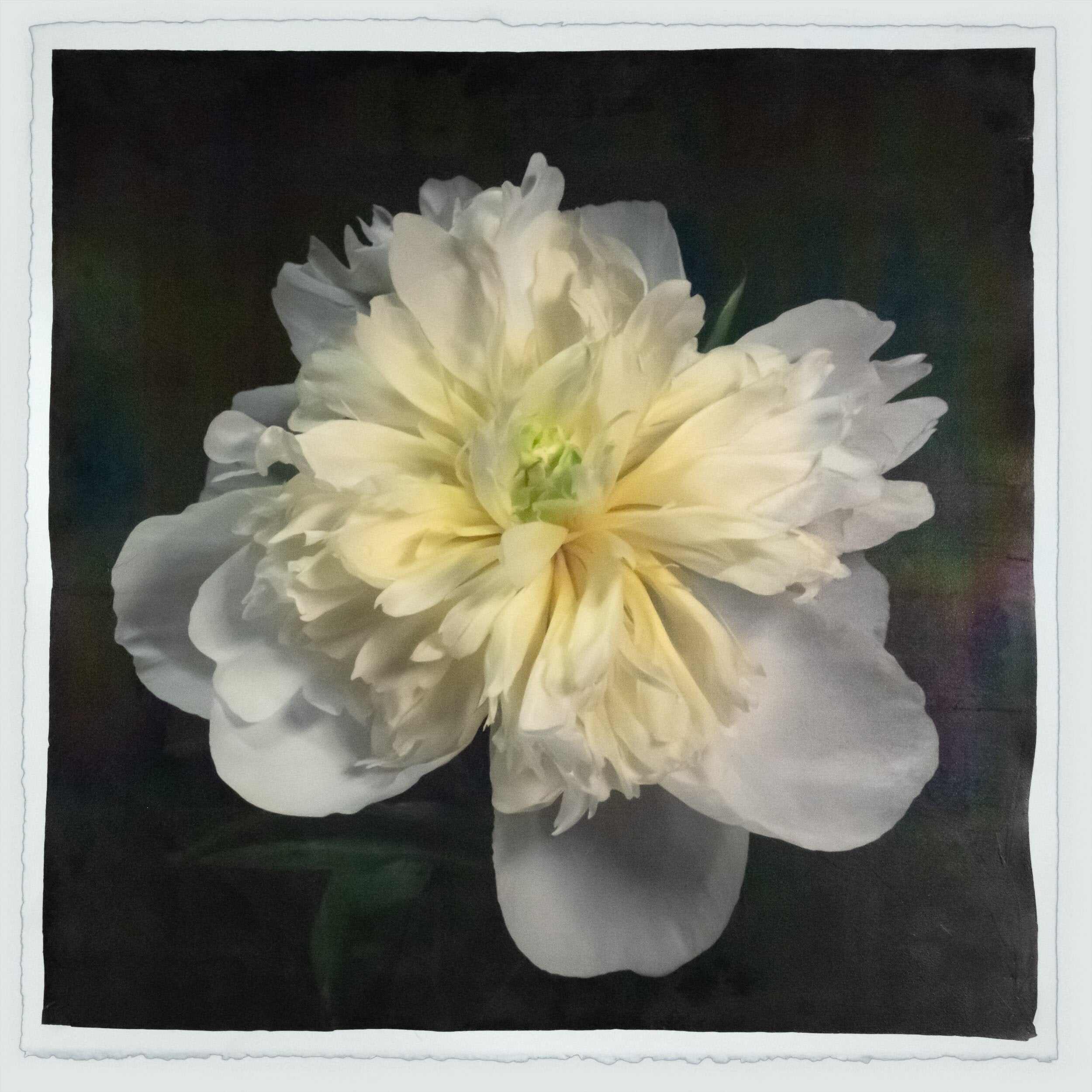 Fine Art handmade variable edition print of White Peony fon cotton paper deckle edge- jamie buzil