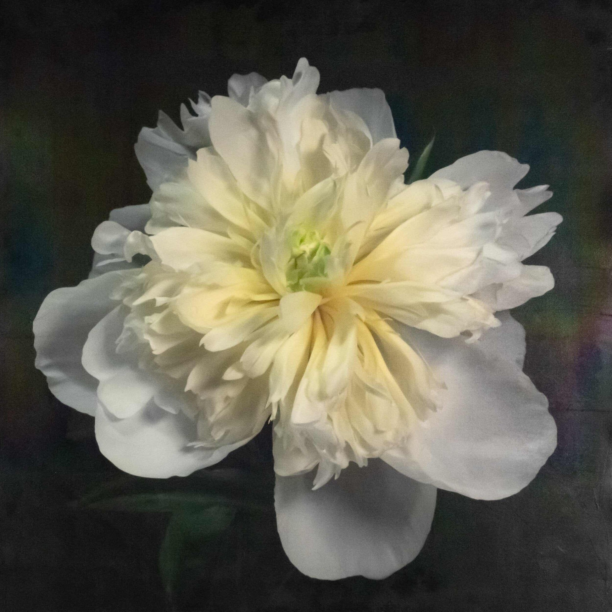 White Peony emulsion lift fine art print with gold and pearl iridescence on cotton paper