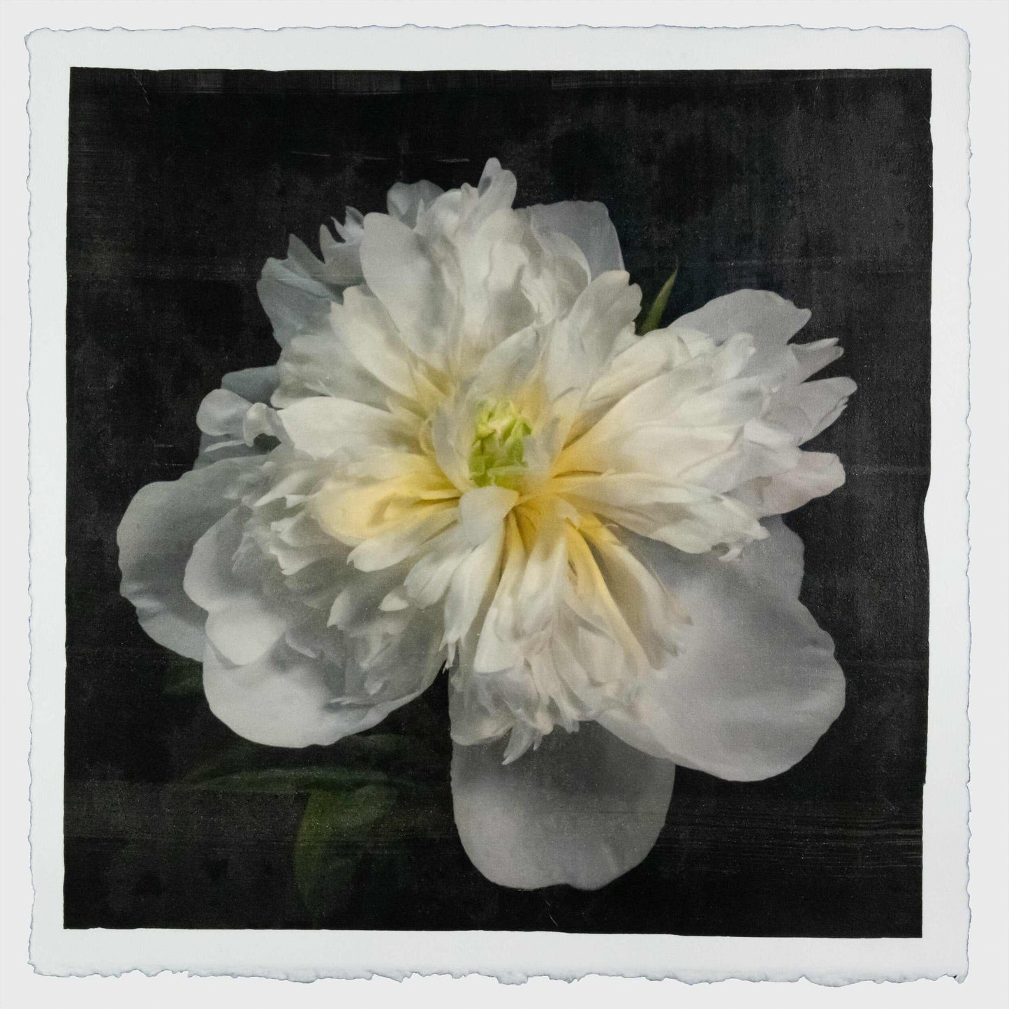 Fine Art handmade variable edition print of White Peony fon cotton paper deckle edge- jamie buzil