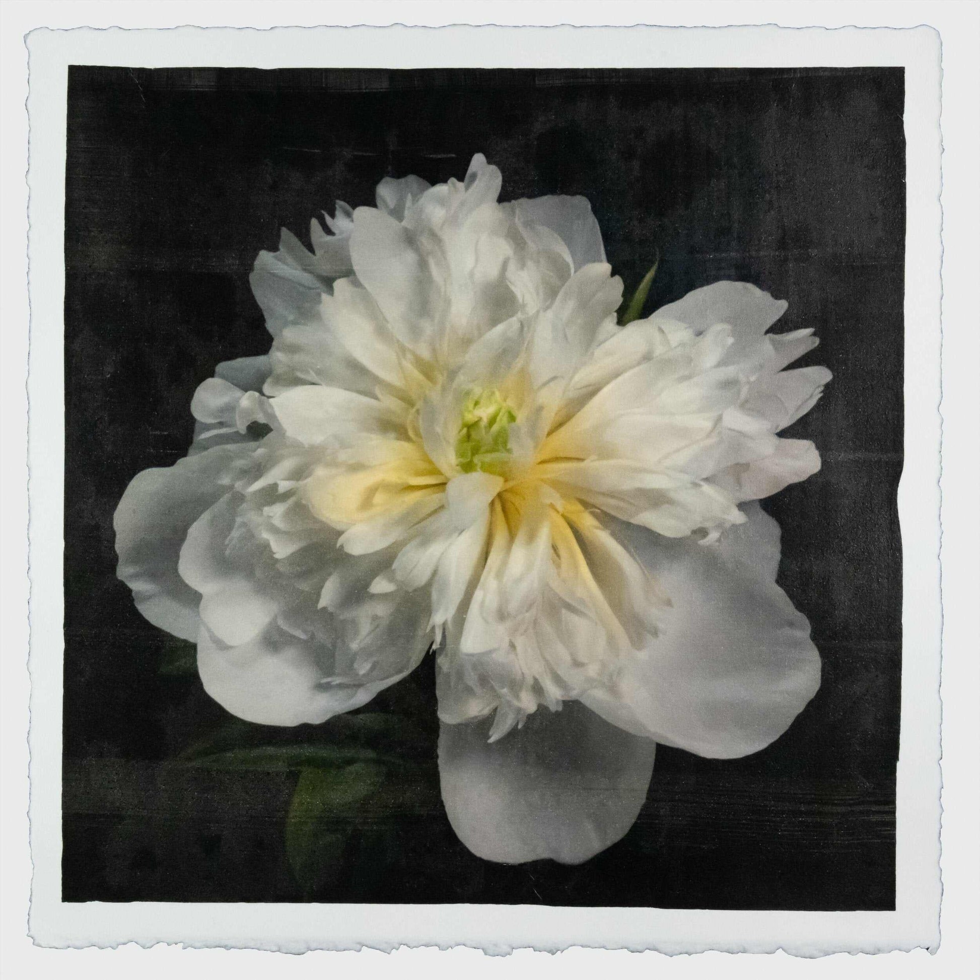 Fine Art handmade variable edition print of White Peony fon cotton paper deckle edge- jamie buzil