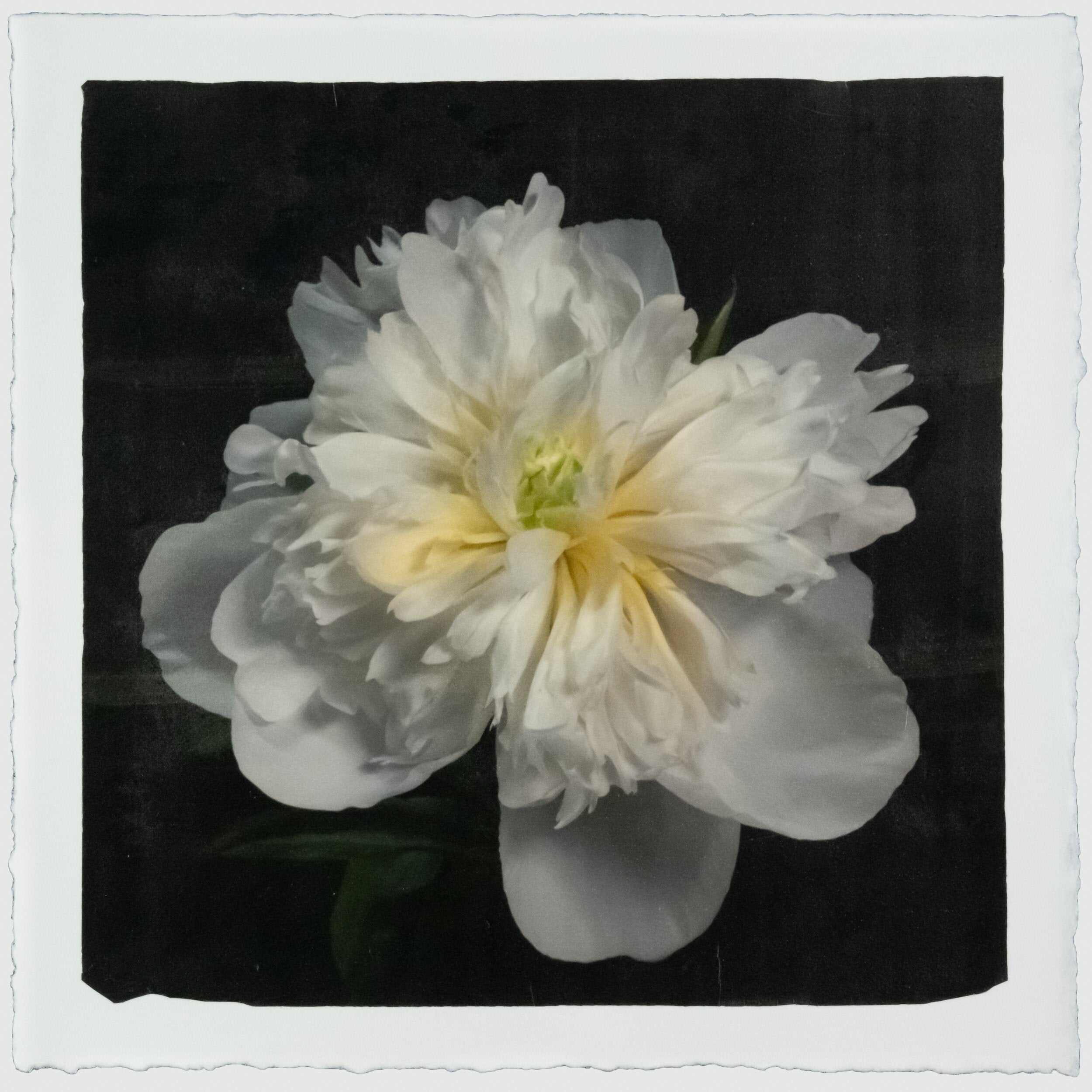 Fine Art handmade variable edition print of White Peony fon cotton paper deckle edge- jamie buzil