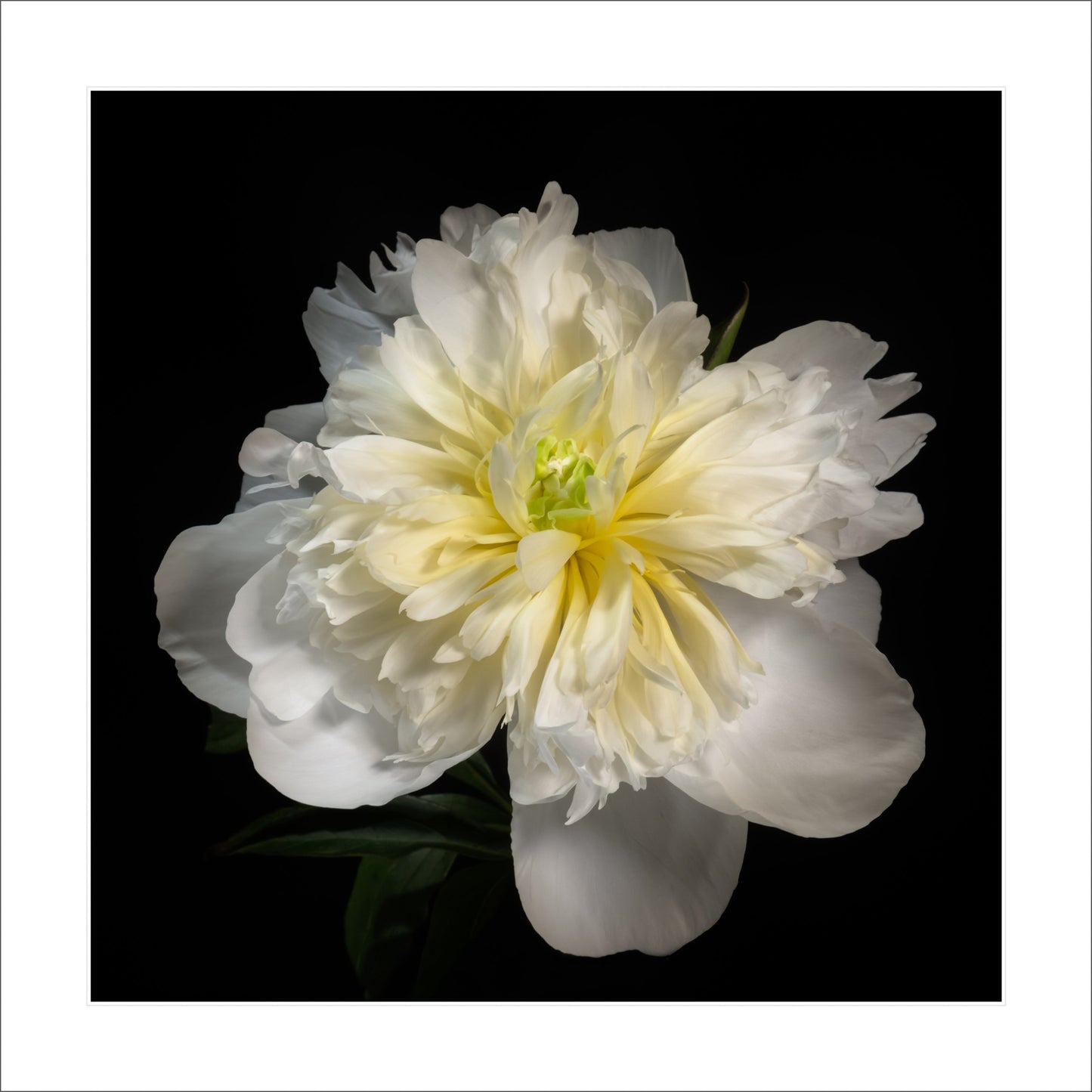 Fine art white peony museum quality giclee print jamie buzil photography