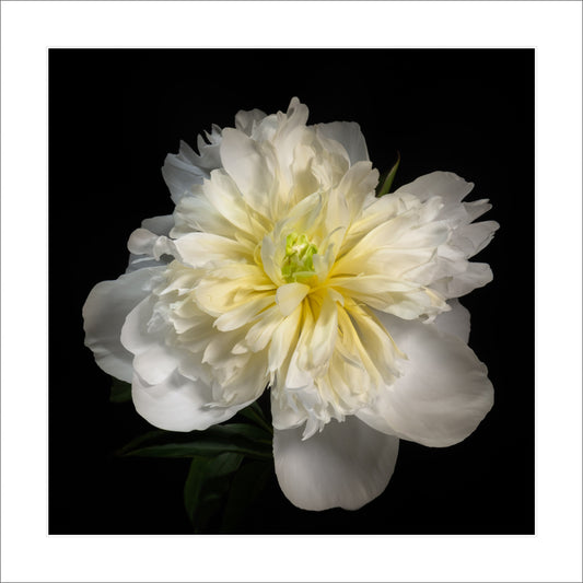 Fine art white peony museum quality giclee print jamie buzil photography