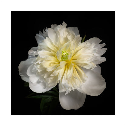 Fine art white peony museum quality giclee print jamie buzil photography