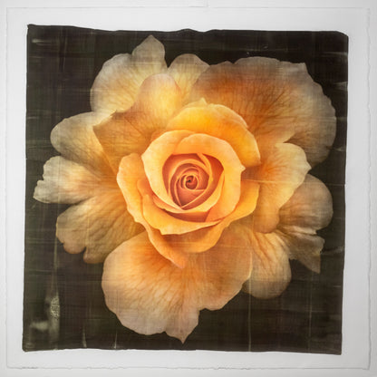 Fine art photographic Handmade Print of Yellow Rose 2 with scalloped outer petals and circular center petals - gold mica shimmer on cotton paper-Square mode -black background -jamie buzil photography