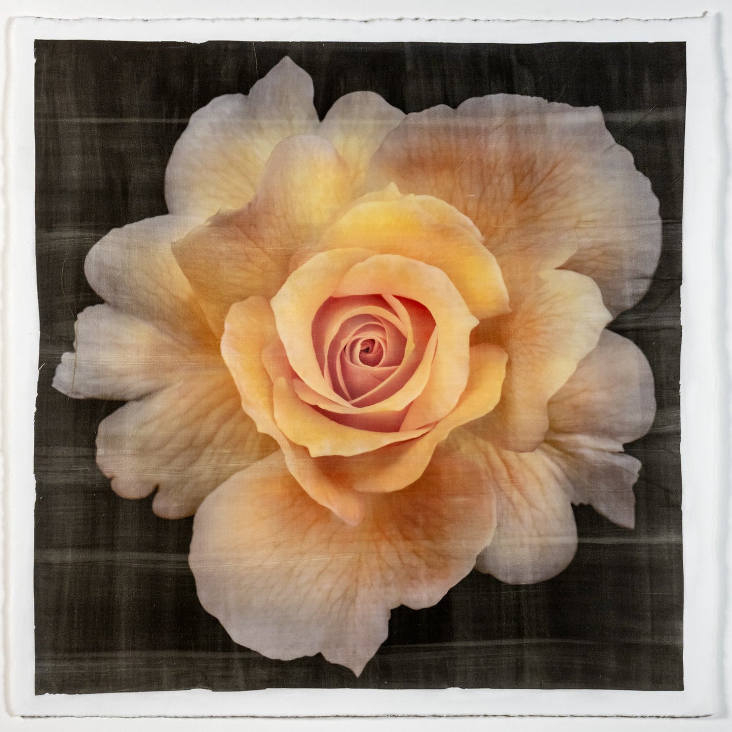 Fine art photographic Handmade Print of Yellow Rose 2 with scalloped outer petals and circular center petals - gold mica shimmer on cotton paper-Square mode -black background -jamie buzil photography